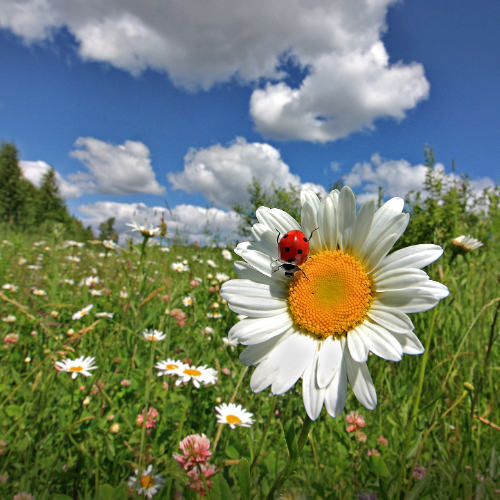 wallhaven-ymv877_50…