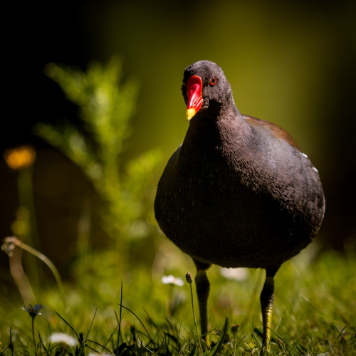 wallhaven-eo8xvk_50…