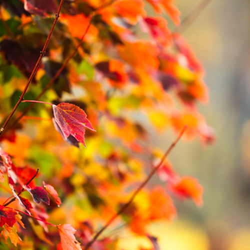 wallhaven-gwwkql_50…